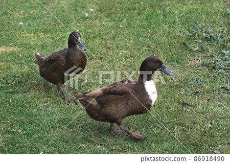 Two healthy ducks from organic farming. 86918490