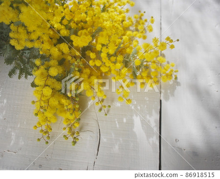 Mimosa in full bloom on white wood grain 86918515