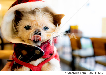At the dog cafe At the dog cafe 86918647