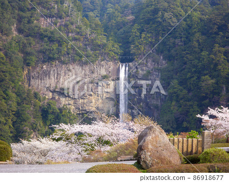 Spring cherry blossoms and Nachi waterfall 86918677