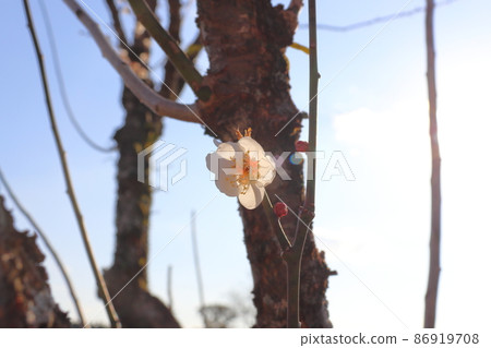 White fume blue sky White fume blue sky 86919708