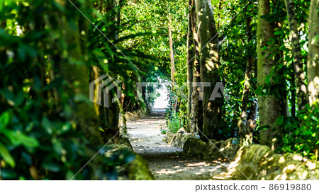 Okinawa Fukugi Namiki Road leading to the sea 3 86919880