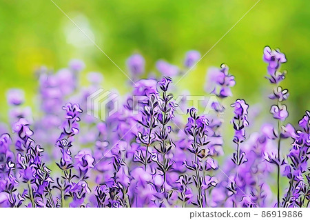 柔和的“新鮮丹參花”插圖圖像 86919886