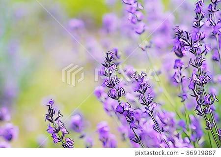 Pastel-like "fresh salvia flower" illustration image 86919887