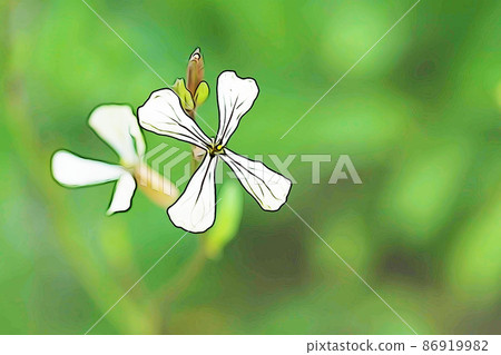 Pastel-like "cross-shaped flower arugula" illustration image arugula Pastel-like "cross-shaped flower arugula" illustration image arugula 86919982