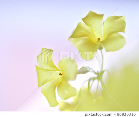 這是一朵小花，即使在公園和馬路上，您也可以看到美麗的花簇。 86920310