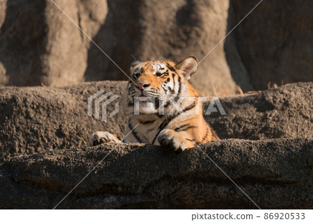 Amur tiger child 1 year old male Amur tiger child 1 year old male 86920533