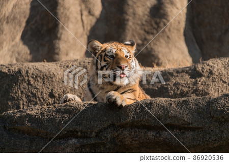 東北虎小孩1歲男 東北虎小孩1歲男 86920536