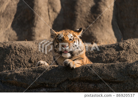 東北虎小孩1歲男 86920537