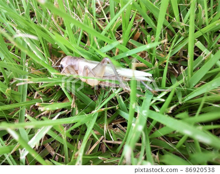 蟋蟀白色遮陽篷白化否認 86920538