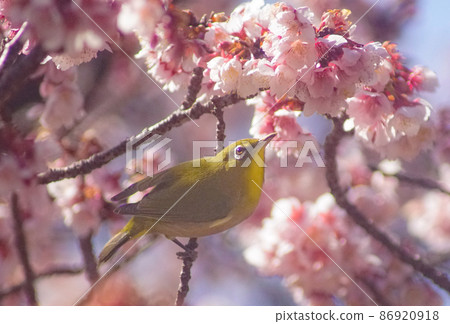 Early blooming cherry blossoms and white-eye, Kozanji, Tanabe City, Wakayama Prefecture 86920918