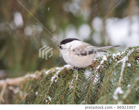 Cute bird the willow tit, song bird sitting on the fir branch with snow in winter 86921007