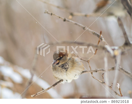 Sparrow sits on a branch without leaves. 86921018