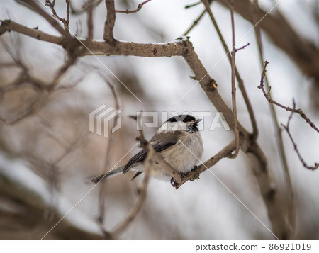 Cute bird the willow tit, song bird sitting on a branch without leaves in the winter. 86921019