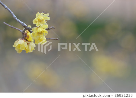 The yellow flowers of Japanese allspice are fragrant and begin to bloom as early as January. 86921233