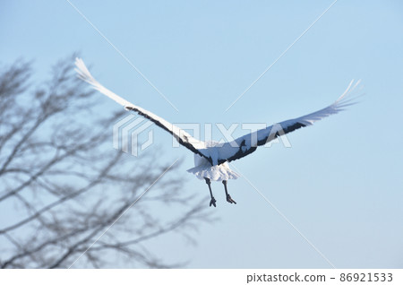 Japanese cranes flying in the blue sky (Hokkaido, Tsurui) Japanese cranes flying in the blue sky (Hokkaido, Tsurui) 86921533