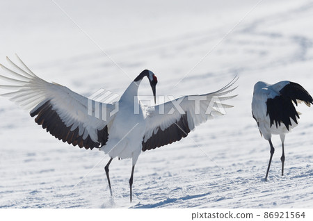 Japanese crane dance (Tsurui, Hokkaido) 86921564