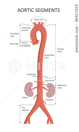 Aortic Segments. Diagrams depicting the ascending aorta and an overview of the aorta. Aortic Segments. Diagrams depicting the ascending aorta and an overview of the aorta. 86921929
