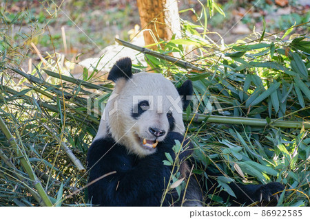 北京動物園熊貓 86922585