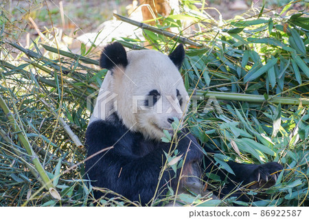 北京動物園熊貓 北京動物園熊貓 86922587