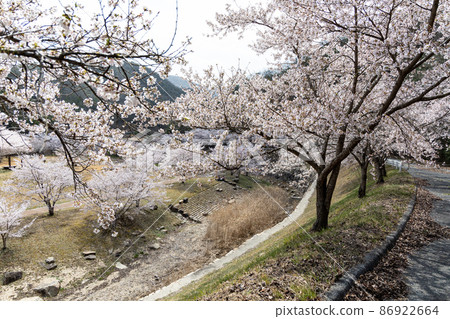 EOSRP. 廣島世良，馬路對面的櫻花。 86922664