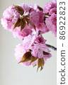 Double cherry blossoms in full bloom 86922823