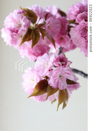 Double cherry blossoms in full bloom Double cherry blossoms in full bloom 86922823