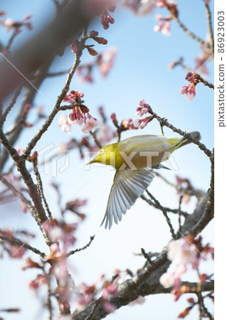 Hitachi Benikan Sakura and White-eye 86923003