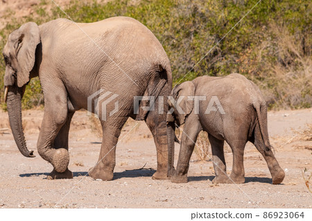 Two Desert Elephants in Namibia 86923064