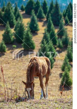 A brown young horse grazes in a meadow in the mountains. Vertical copy space 86923409