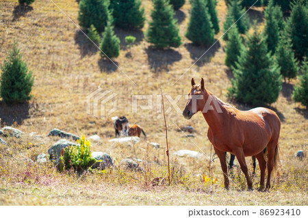 Brown horse grazes in a mountain pasture in sunny day, copy space 86923410