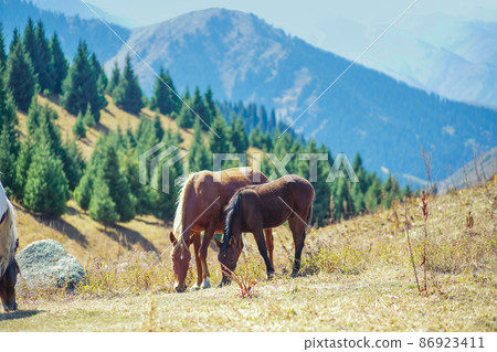 A brown horse with his foal graze in the mountains of the Trans-Ili Alatau 86923411