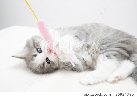 Kitten hugging a cat 86924380
