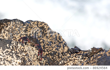 Moorish Crab or Red Crab (Grapsus adscensionis) on Lanzarote island Moorish Crab or Red Crab (Grapsus adscensionis) on Lanzarote island 86924564