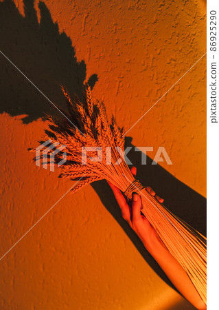 Large bouquet of dried ears in woman hand against the background of the wall in the light of a sunset lamp. Minimalistic conceptual background for the beauty industry 86925290