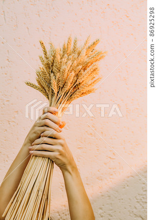 Large bouquet of dried ears in woman hand against the background of the wall in the light of a sunset lamp. Minimalistic conceptual background for the beauty industry 86925298