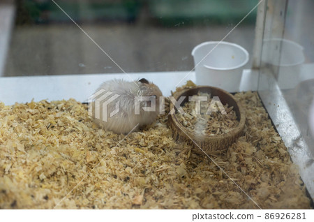 A large gray hamster plna in a glass aquarium. The pet sits in front of the feeder on the floor covered with wooden sawdust. Blurring. Defocus. Noise, grain effect. A large gray hamster plna in a glass aquarium. The pet sits in front of the feeder on the floor covered with wooden sawdust. Blurring. Defocus. Noise, grain effect. 86926281