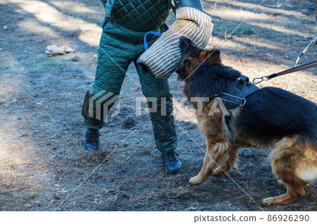 The middle section of a man's body and a German Shepherd. The pet attacks the instructor and bites on the special sleeve. The middle section of a man's body and a German Shepherd. The pet attacks the instructor and bites on the special sleeve. 86926290