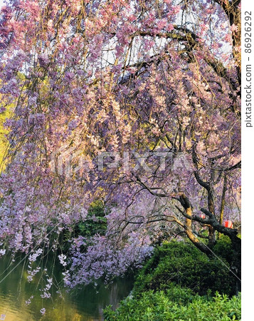 櫻花盛開 櫻花盛開 86926292