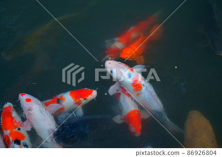 Document photo: Koi in the pond Document photo: Koi in the pond 86926804