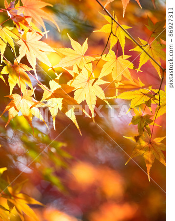 黃葉楓葉 黃葉楓葉 86927311