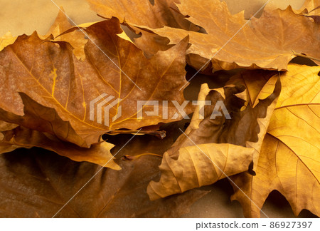 Sycamore Autumn Leaf Isolated Sycamore Autumn Leaf Isolated 86927397
