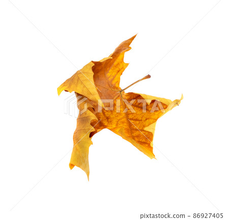 Sycamore Autumn Leaf Isolated Sycamore Autumn Leaf Isolated 86927405