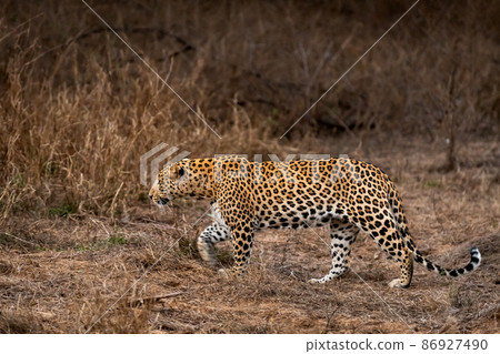 indian wild male leopard or panther side profile in rush during outdoor wildlife jungle safari at forest of central india - panthera pardus fusca 86927490