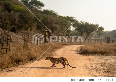 indian wild male leopard or panther side profile in rush running or crossing forest track during outdoor wildlife safari at jhalana leopard reserve jaipur rajasthan india - panthera pardus fusca indian wild male leopard or panther side profile in rush running or crossing forest track during outdoor wildlife safari at jhalana leopard reserve jaipur rajasthan india - panthera pardus fusca 86927491