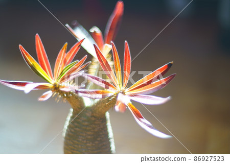 Photograph of Pachypodium in autumn colors 86927523