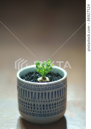 Photographs of Albuca Concordiana 86927524
