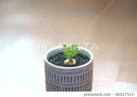 Photographs of Albuca Concordiana 86927525
