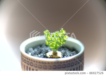 Photographs of Albuca Concordiana 86927526