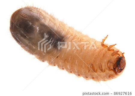 Larva of cockchafer Larva of cockchafer 86927616